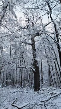 Winter Forest Snow Covered Trees Organic Movement Handheld Video