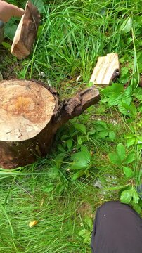 POV close up man chopping firewood with sharp axe on wooden stump in lush green forest for camping.