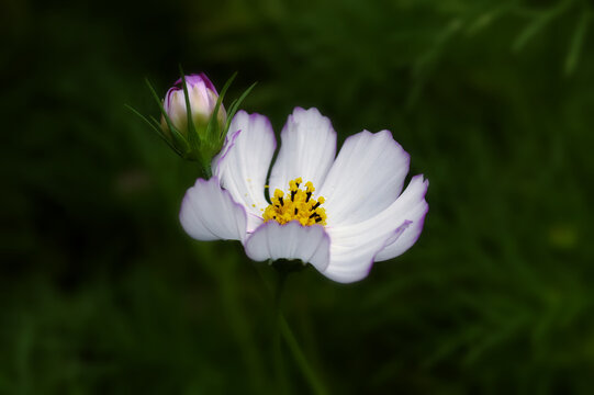 White cosmos flowers