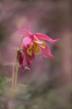 pink aquilegia flower