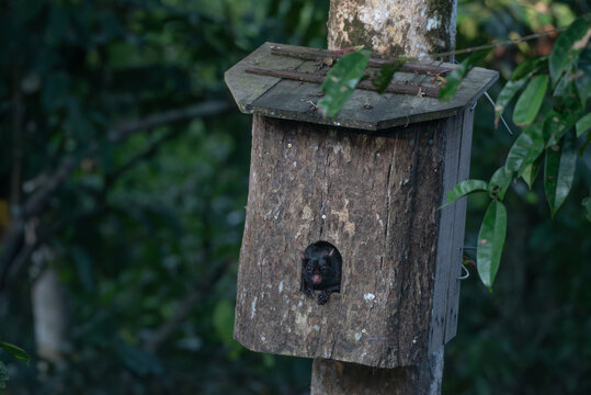 black flying squirrel in nest box