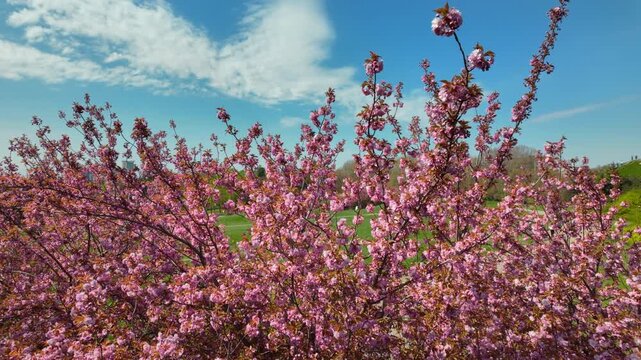 Pink Cherry Blossoms Blooming In Spring Park Under Blue Sky