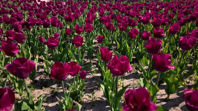 Purple Tulip Flowers Blooming In Spring Garden