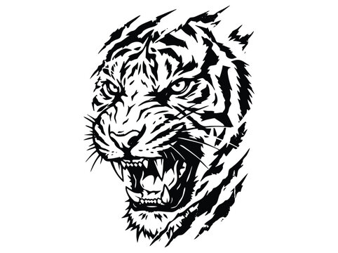 Aggressive tiger head vector illustration, fierce roaring wild cat mascot with sharp fangs, black and white predatory animal face for sports logo