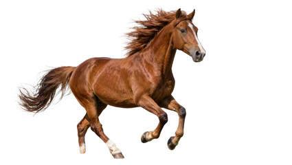 Brown horse with flowing mane running fast, isolated on transparent background © Sorin