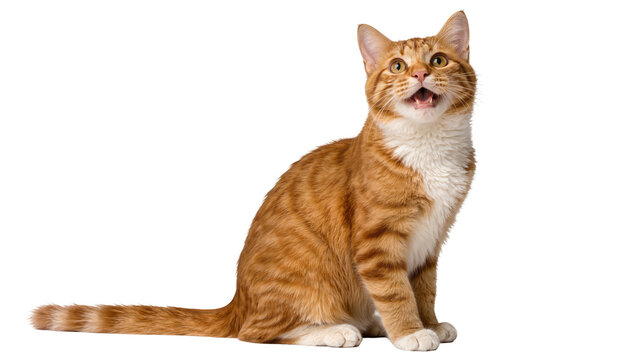 Orange tabby cat with white chest sitting and looking up, isolated on transparent background
