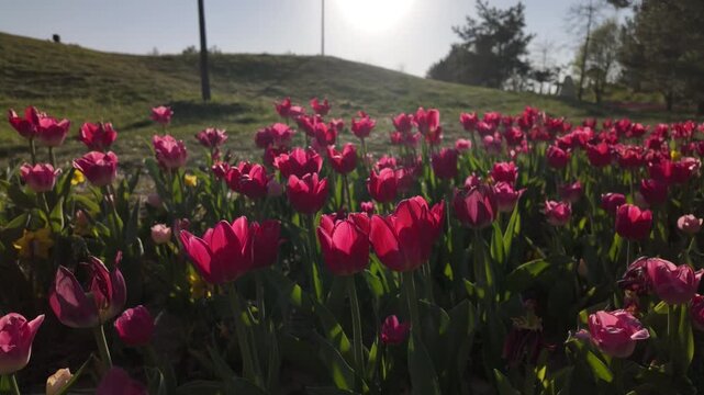 Pink tulip flowers in spring park under sunny blue sky low angle shot