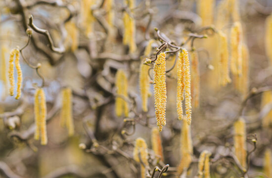 Yellow catkins on a hazel bush