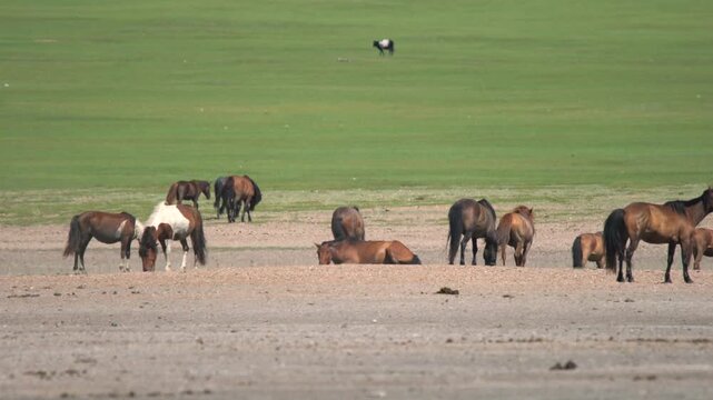 Wild horses roll on dry soil across open steppe, removing parasites in treeless grassland.