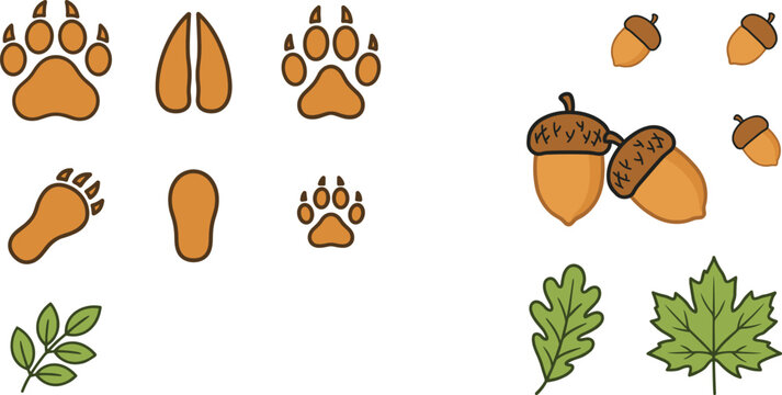 Set of animal paw prints, acorns, and forest leaves