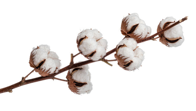 Natural fluffy cotton bolls on a dry branch, isolated on transparent background