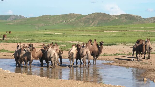 Wild Bactrian camel herd drinks from a small lake on Mongolia steppe, showing thirst and survival.