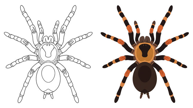 tarantula spider vector graphic featuring outline coloring page and colored mexican red knee arachnid top view isolated on white background for halloween design educational biology projects