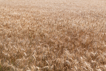 Obraz premium Barley grain and spikelet. Wheat ears background. Ripe barley field. Barley grain harvest. Crop harvest in summer. Agriculture field with ripe wheat harvest. Countryside farming