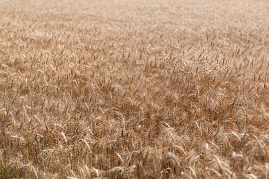 Barley grain and spikelet. Wheat ears background. Ripe barley field. Barley grain harvest. Crop harvest in summer. Agriculture field with ripe wheat harvest. Countryside farming
