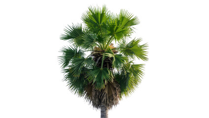 Lush green palm tree with fan-shaped leaves, isolated on transparent background © Aliona