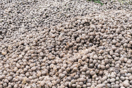 Potato background at agricultural farm. Harvesting and agriculture. Potato plantation at farm. Background harvest. Potato harvest background. Agriculture and cultivation