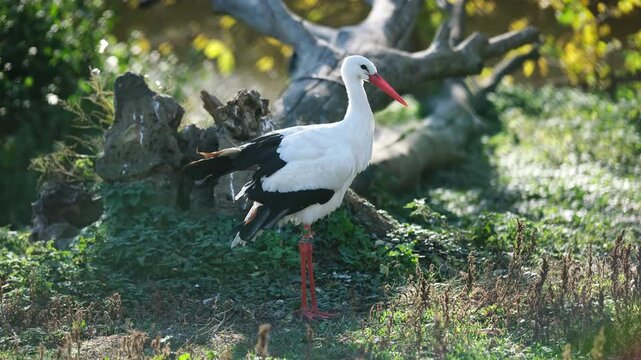 White Stork Near The River Walks Gracefully, Tending To Its Feathers In A Serene Setting