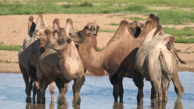 Wild Bactrian camel herd drinks from a small lake on Mongolia steppe, showing thirst and survival.