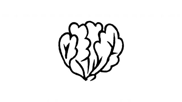 Animated doodle icon of a fresh savoy cabbage with crinkled green leaves.