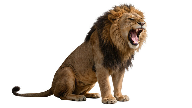 Majestic male lion with dark mane roaring loudly, isolated on transparent background