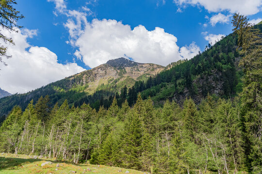 Mountain landscape. Forest nature with alpine mount. Nature in alp mountain countryside. Picturesque countryside. Scenery coniferous forest. Pine tree and mountain forest landscape