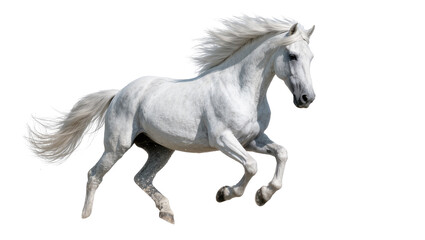 Majestic white horse with flowing mane and tail, galloping freely isolated on transparent background © Luca