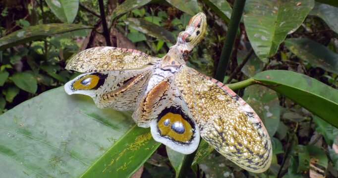 The Lantern Bug (Fulgora Laternaria, Family Fulgoridae) Spreading wings in a defensive display showing eyespots In the rainforest understory, Napo province, Ecuador.