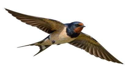 Obraz premium Barn swallow bird with spread wings flying, isolated on transparent background