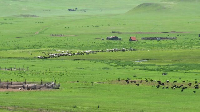 Wooden livestock corrals and fenced animal herds cover broad Siberian pastureland terrain.