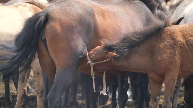Young foal nurses from its mother within a grazing horse herd on peaceful pastureland.