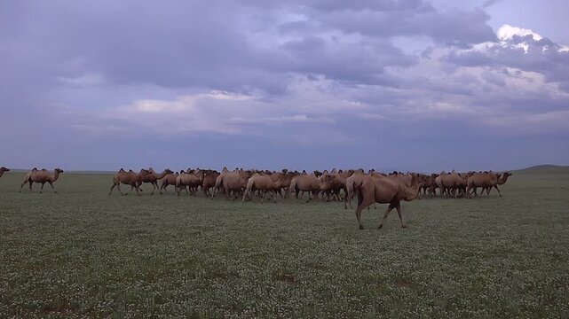 Wild camel herd roams across Mongolian desert steppe beneath vast sky and distant hills.