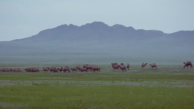 Wild camel herd roams across Mongolian desert steppe beneath vast sky and distant hills.