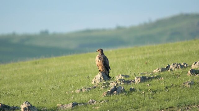 Eagle perches on stone pinnacle above green prairie while watching wide valley below.