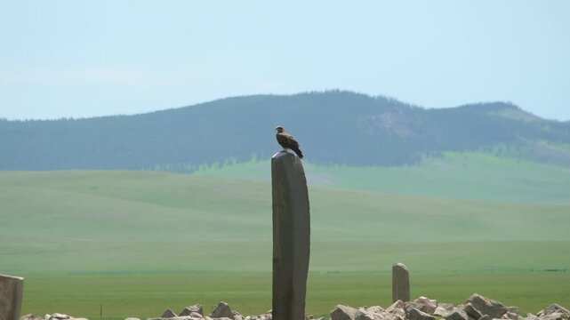 Eagle perches on a deer stone monument in Mongolia carved with ancient ritual symbols.