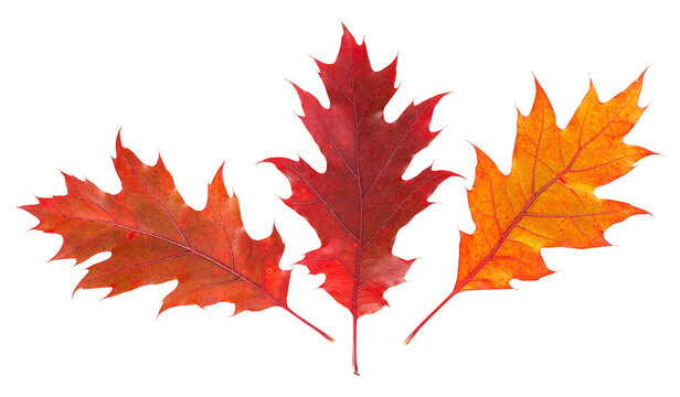 Beautiful bright colorful autumn oak leaves isolated on a white background, top view. Autumn fallen leaves.