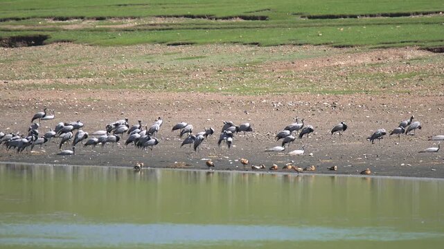 Shrinking Aral Sea lagoon in Kazakhstan borders barren shore with cranes and shelducks nearby.