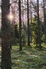 Obraz premium Sunlight shining through pine trees with long shadows over green moss in forest (Pinus sylvestris).