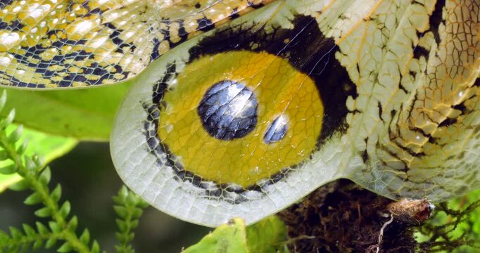 The Lantern Bug (Fulgora Laternaria, Family Fulgoridae). Close up of eyespot on wings spread  in a defensive display. In the rainforest understory, Napo province, Ecuador.