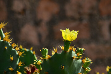 Yellow cactus flower (Opuntia ficus-indica) © Mark Barrett
