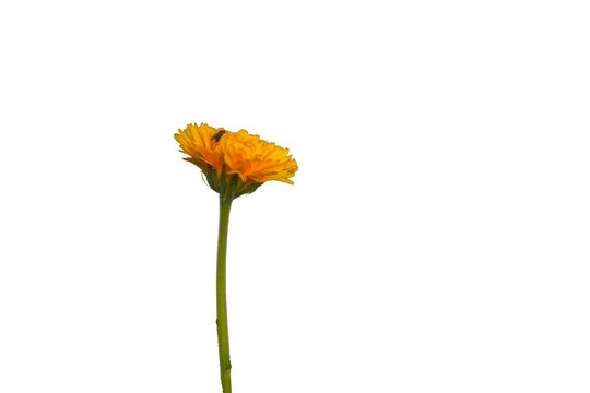 Orange calendula flower (Calendula officinalis) isolated on a white background