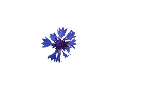 Blue cornflower (Centaurea cyanus) isolated on a white background
