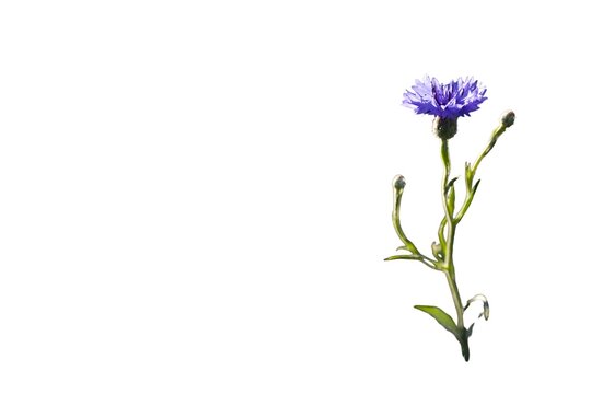 Blue cornflower (Centaurea cyanus) isolated on a white background