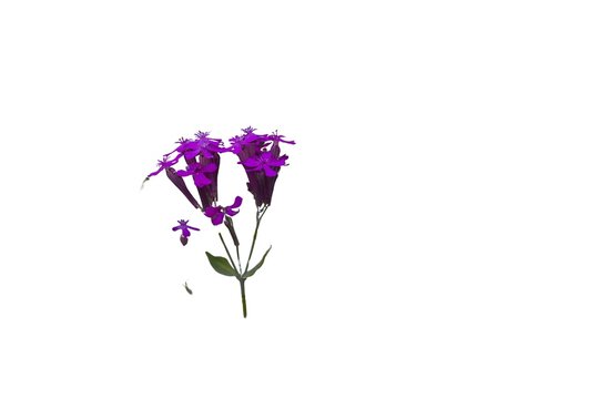 Sweet William catchfly flowers (Silene armeria) isolated on a white background