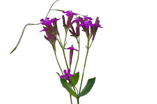 Sweet William catchfly flowers (Silene armeria) isolated on a white background