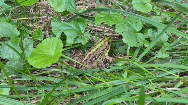 A green frog sitting in the grass