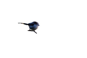 Long-tailed tit (Aegithalos caudatus) bird isolated on a white background © TomKorcak