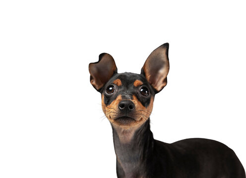Cute small black and tan dog with big ears. Miniature Pinscher puppy portrait looking at camera isolated on transparent background. PNG