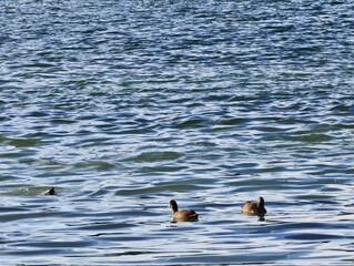 Wild ducks swimming on the rippling surface of a blue lake during a bright day, capturing peaceful wildlife, natural beauty, and outdoor scenery perfect for environmental and travel themes. © MadameSayCheese