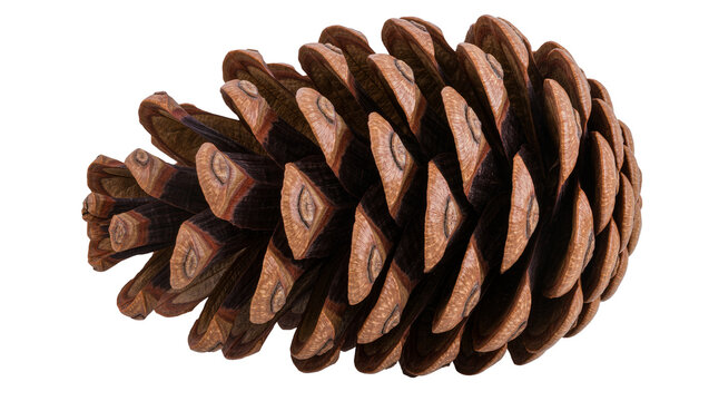 Brown pine cone with detailed scales, isolated on transparent background